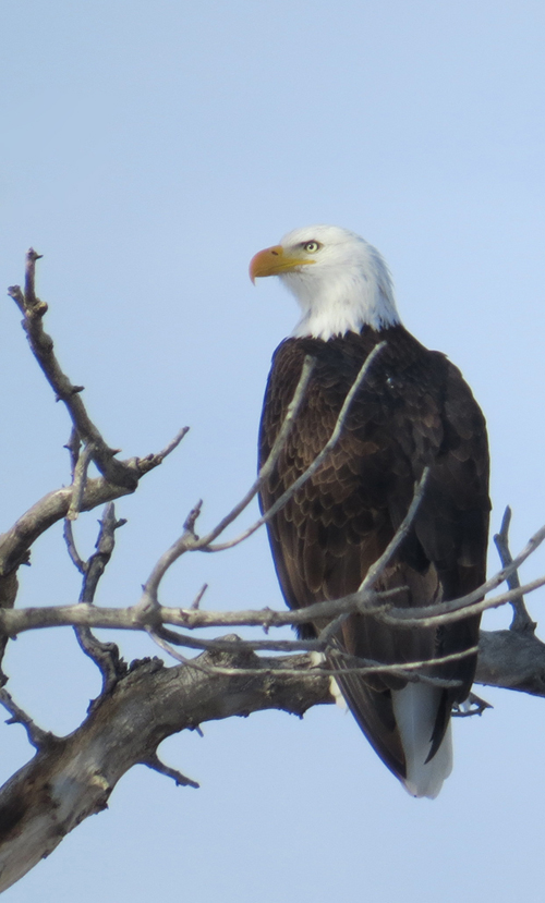 Bald Eagle.jpg